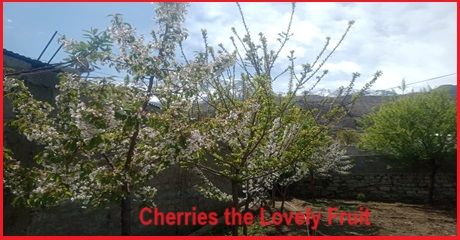 Cherries the Lovely Fruit