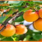 The Health Benefits of Apricots Fruit