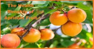 The Health Benefits of Apricots Fruit